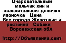 Очаровательный мальчик хин и ослепительная девочка японочка › Цена ­ 16 000 - Все города Животные и растения » Собаки   . Воронежская обл.